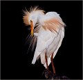 1105 - shy cattle egret - MUSKOVAC Nicholas - united states of america